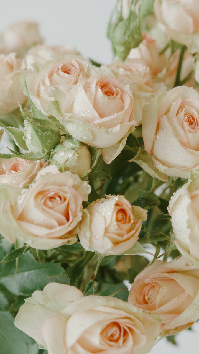 A Guide to Choosing the Perfect Roses for a Romantic Occasion