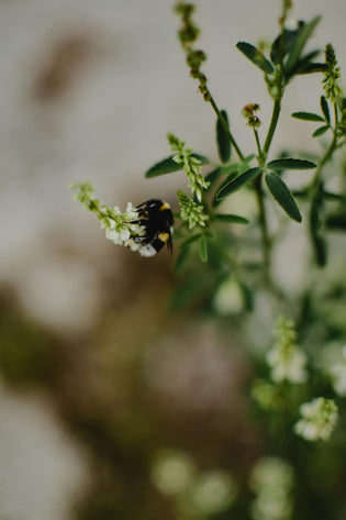  Help Hong Kong bees