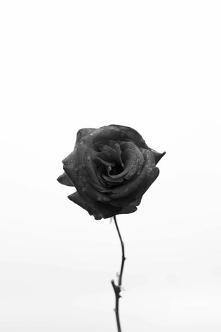  Hong Kong black rose bouquet delivery