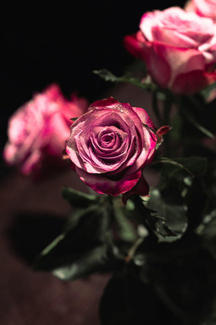  Chinese Favourite Florists