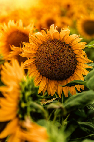  Sunflower in Hong Kong - HK florist