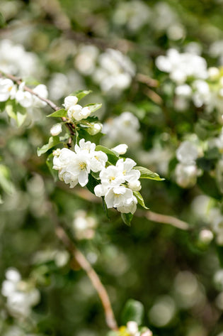  HK florist and flower delivery - hong kong flower shops