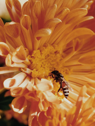  Guide to Flower Bees in Hong Kong