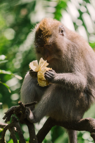  Flower Chimp: How Chimpanzees Interact with Flowers in their Natural Habitat