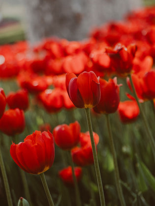  Guide to the World's Largest Cut Flower Growers