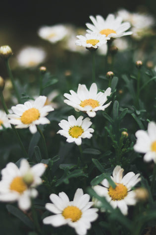  Guide to Admiring Flowers in Hong Kong