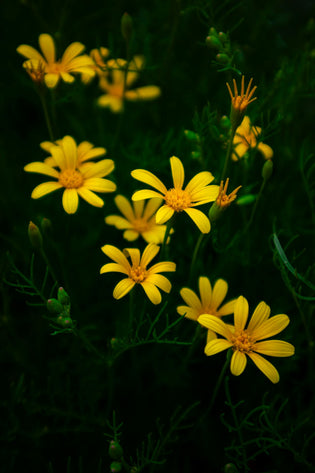  Where to order flowers in Hong Kong