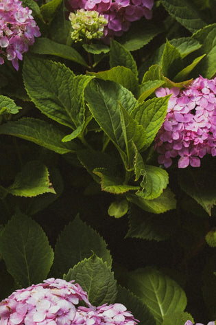  HK flower delivery app