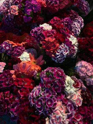  Flower market Mong Kok Kowloon