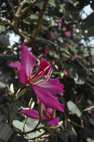  Hong Kong's national flower