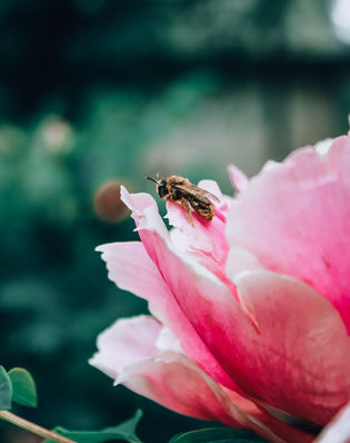  Supporting The Flower Bee Population in Hong Kong