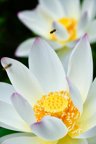  Local florists in Hong Kong and flowerbees