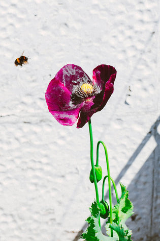  flowerbee hong kong flower delivery