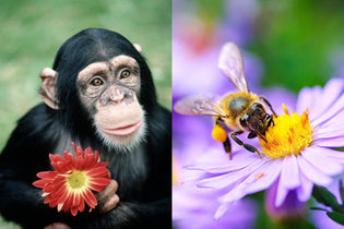  Flower Chimp vs. Flowerbee - Best value florists for flower delivery