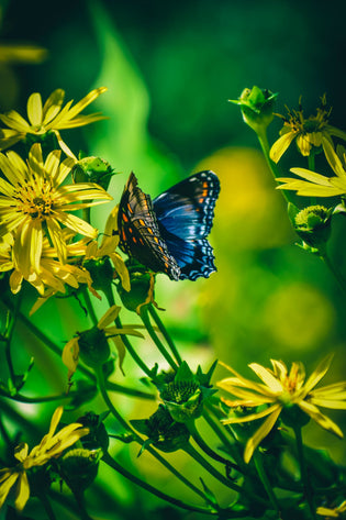  Flowers to Avoid if you have Hay Fever