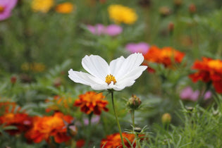  What are the best flowers for Hong Kong bees