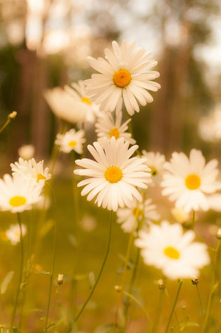  Order flowers for mum from Hong Kong florist