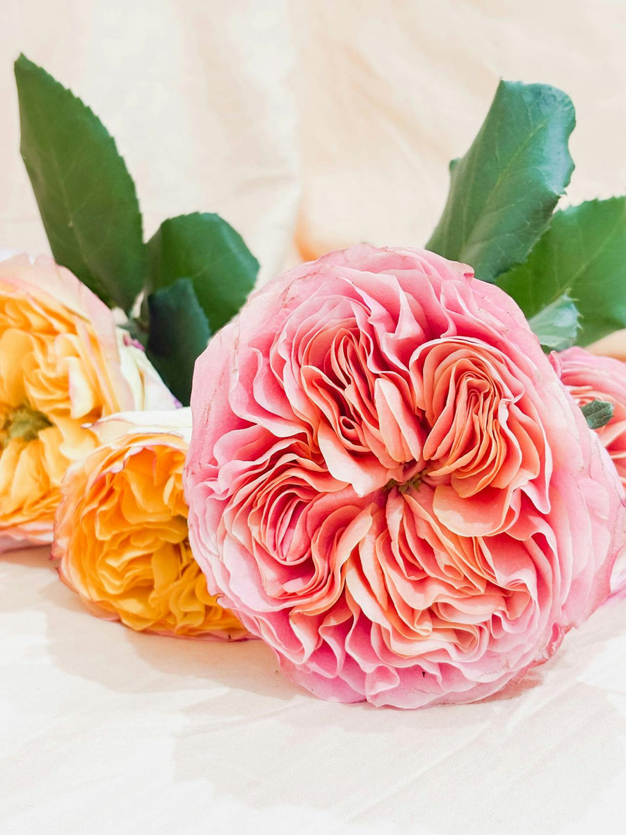 Greek Roses A Guide to Flower Symbolism in Greek vs. Roman Mythology – Flowerbee HK ...