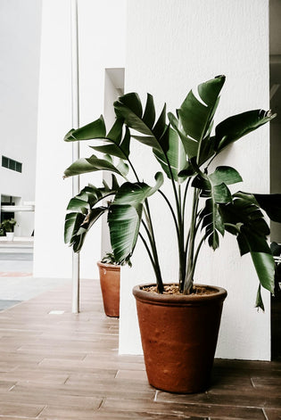  Best indoors plants for feng shui and where to place them