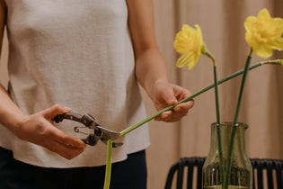  Cutting flowers Hong Kong