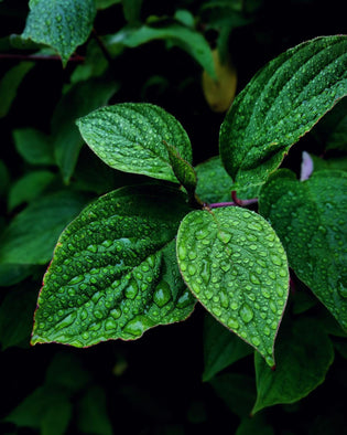  HK herb garden