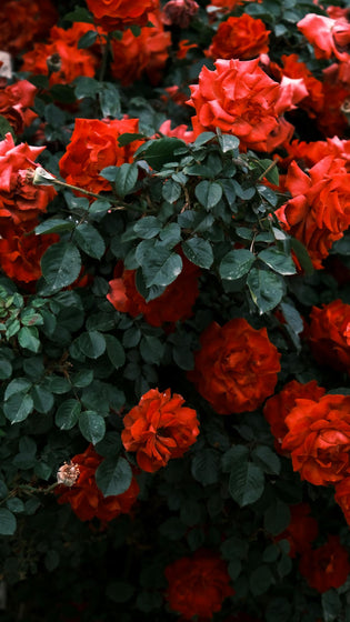  Valentine's Day 2025 Hong Kong Florist and Flower Delivery