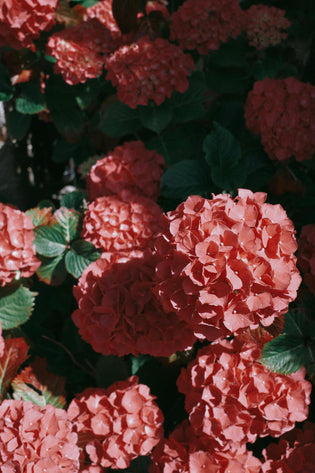  HK luxury florist - seasonal bouquet flower delivery