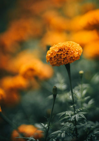  Hong Kong flowers seeds