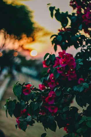  Hong Kong parks for Flower Lovers