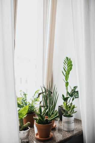  Guide to Keeping Houseplants