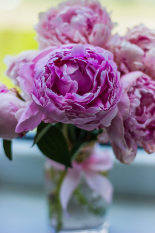  A Guide to Choosing the Perfect Peonies for Mother's Day