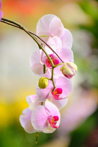  HK orchid flower delivery