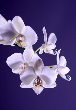  A Guide to Care, Meaning, and Gift-Giving Orchids in Hong Kong