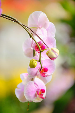  Florist Hong Kong - orchid flower delivery