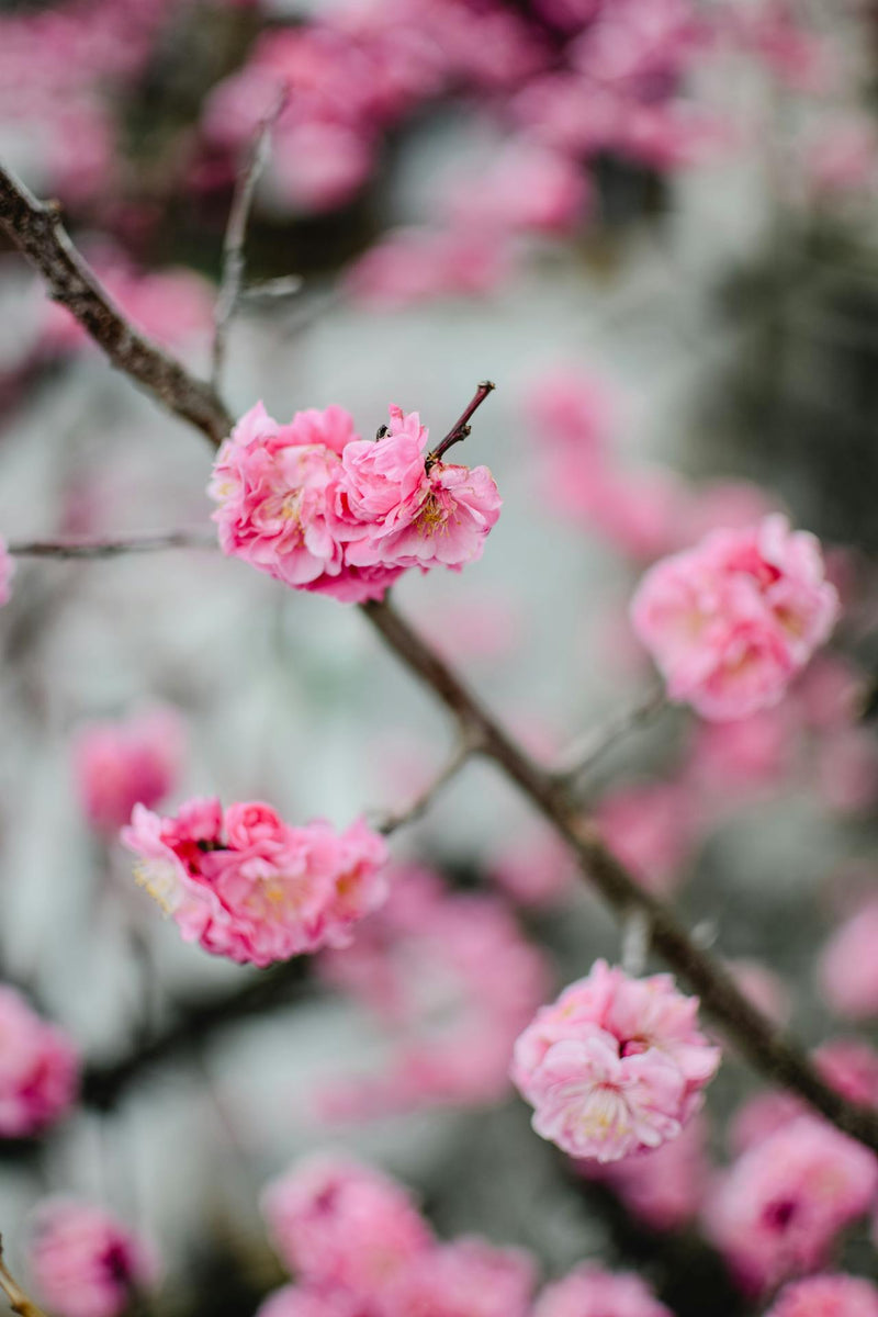 meaning behind chinese new year