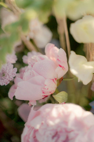  Mother's Day Peonies