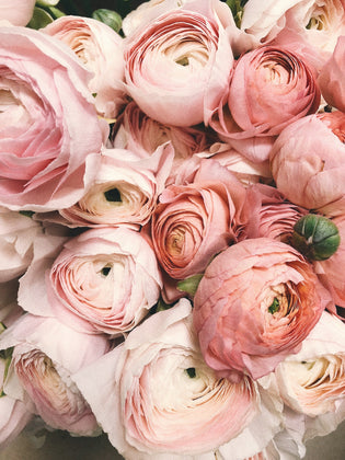  A Guide to Care, Meaning, and Gift-Giving Peonies in Hong Kong