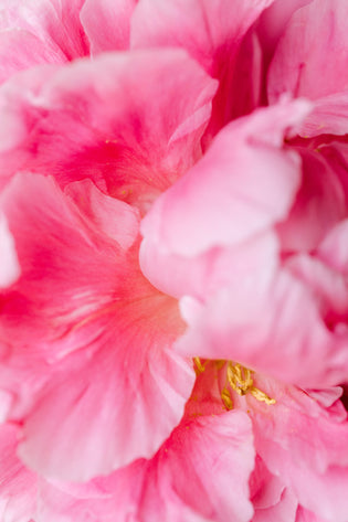  How flowers can be a powerful aphrodisiac