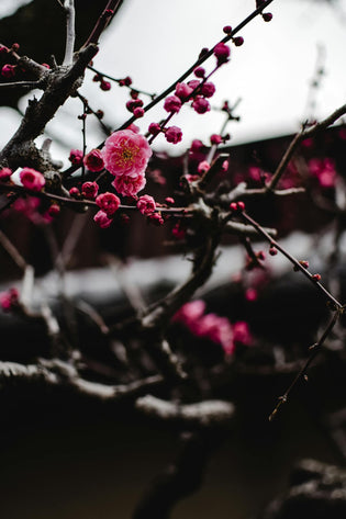  How to make your Chinese New Year Flowers last longer