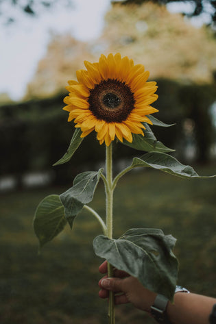  Best Flowers For A Graduation