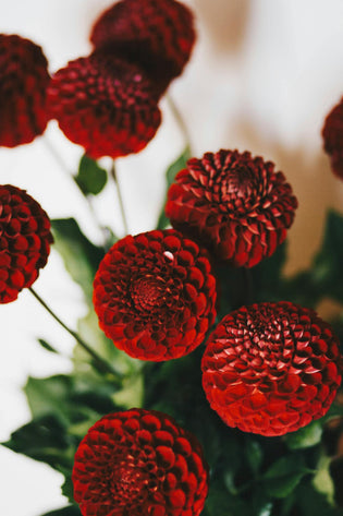  What are HK's best florists