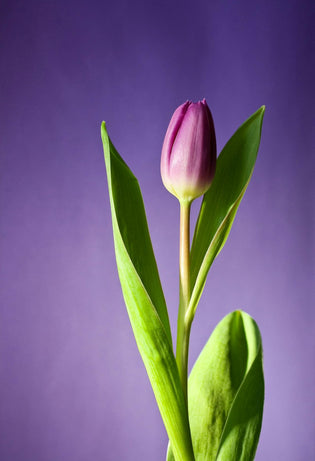  Hong Kong flower shop near me