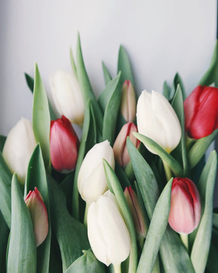  A Guide to Different Tulip Varieties