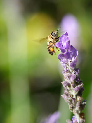  Unique honey from the world