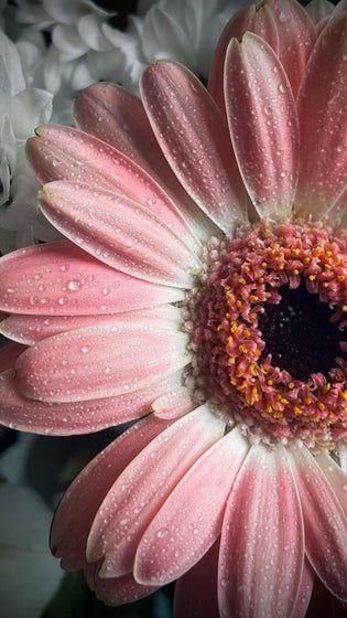 florist for marketing campaigns Hong Kong
