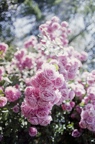  What makes flowers from Ecuador so coveted?