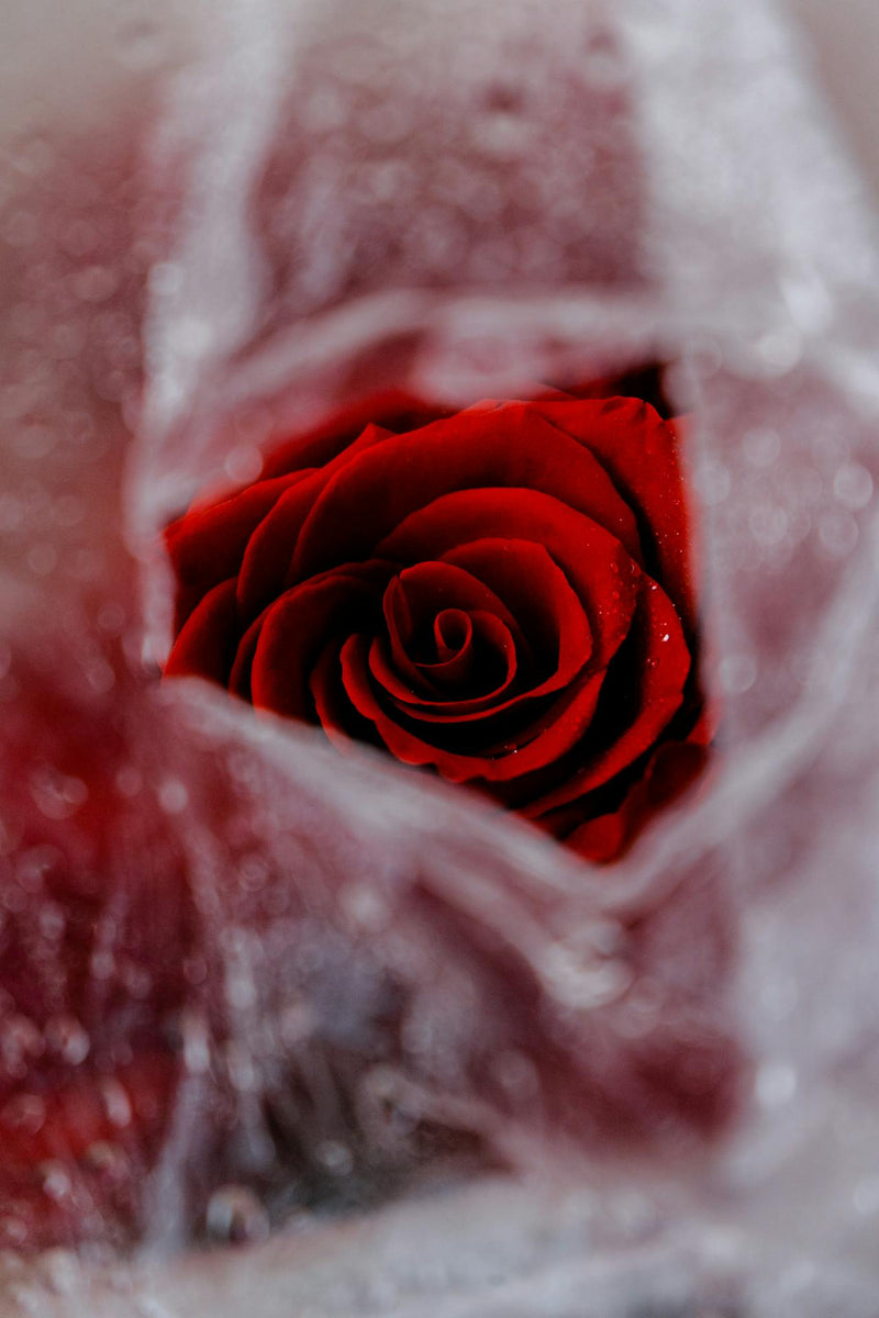 A look at the home of the famous Ecuador rose – Flowerbee HK Florist ...