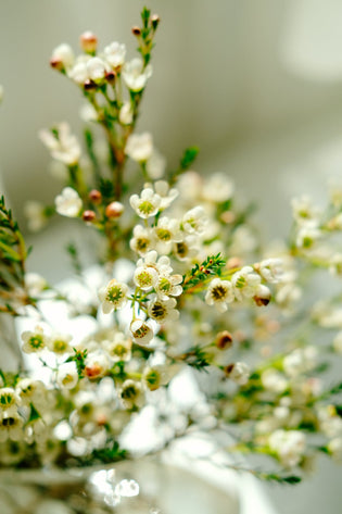  Flowers to mark a new years resolution for 2024