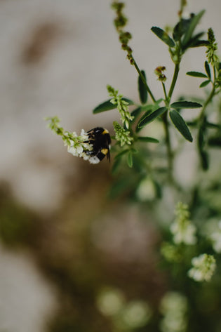  Urban beekeeping in a city such as Hong Kong