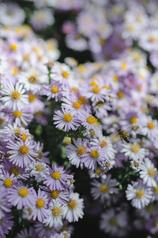  Flowerbee Hong Kong